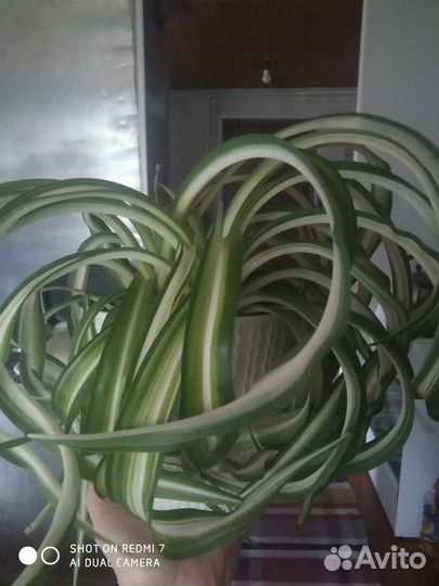 Хлорофитум кудрявый