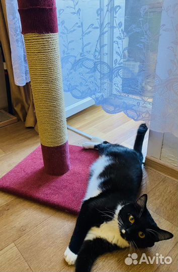 Когтеточка для кошек