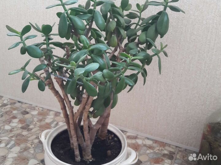 Денежное дерево или Толстянка