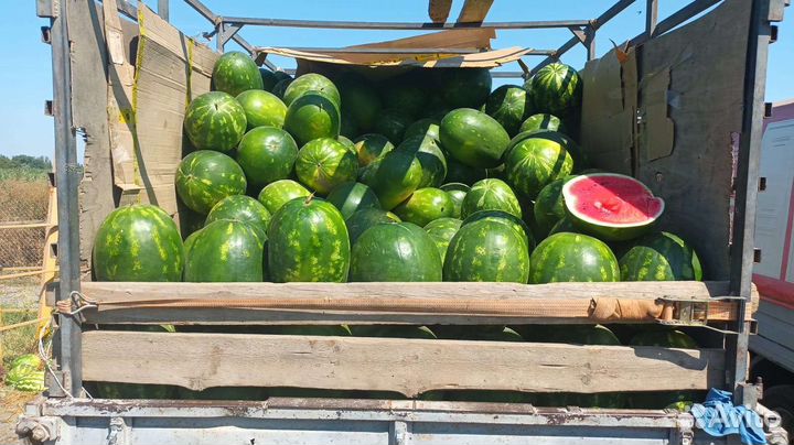 Арбуз оптом