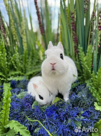 Хотот чистопородный карликовый (короткие ушки)