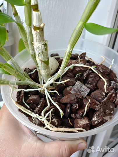 Орхидея дендробиум rainbow dance