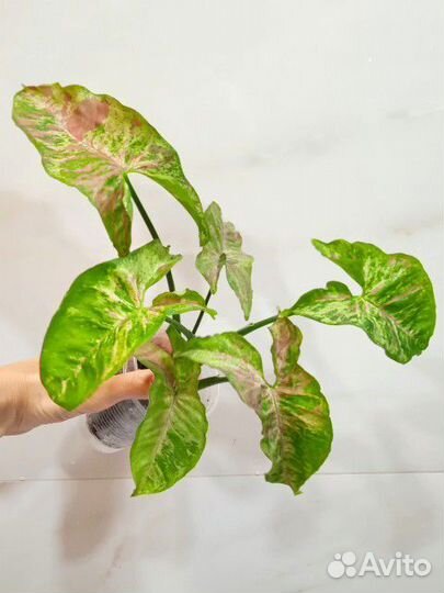 Сингониум Конфетти