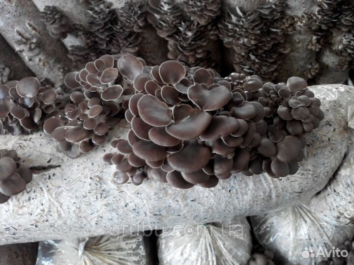 Мицелий вешенки Чёрный принц