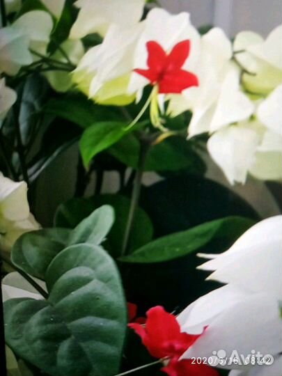 Клеродендрум Томпсона