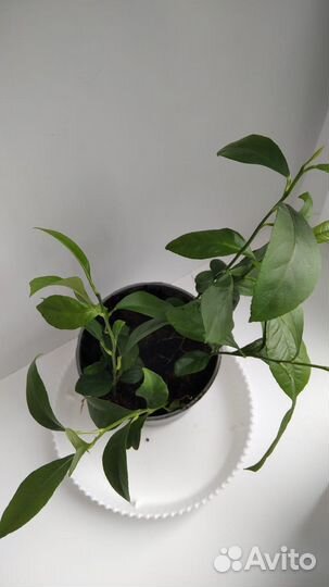 Саженцы лимона