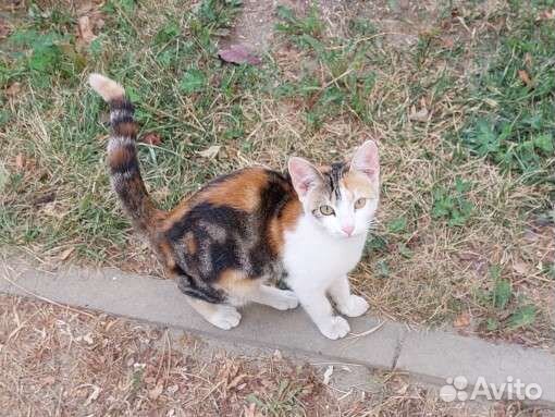 Трехцветный котенок
