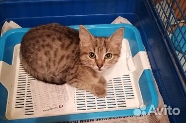 Серафима в добрые руки