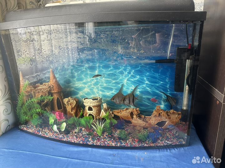 Аквариум