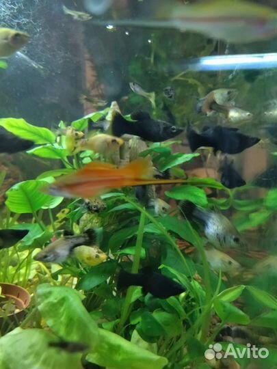Аквариумные рыбки