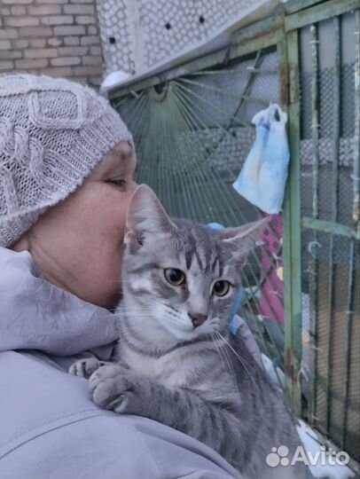 Котенок ищет дом