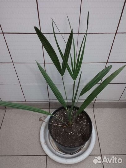 Пальмы финиковая и Хамеропс