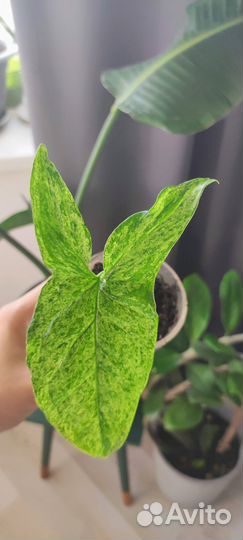 Сингониумы сортовые разные