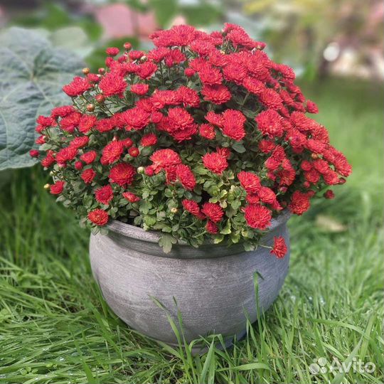 Ваза для участка