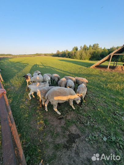Овцы и бараны