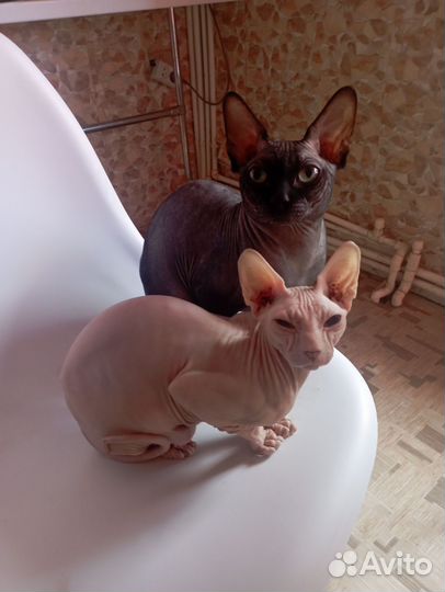 Кот сфинкс на вязку