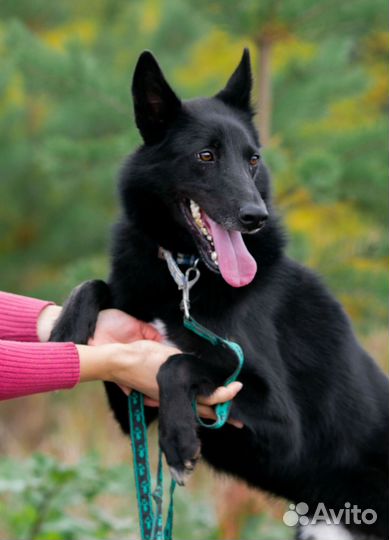 Собака Котик