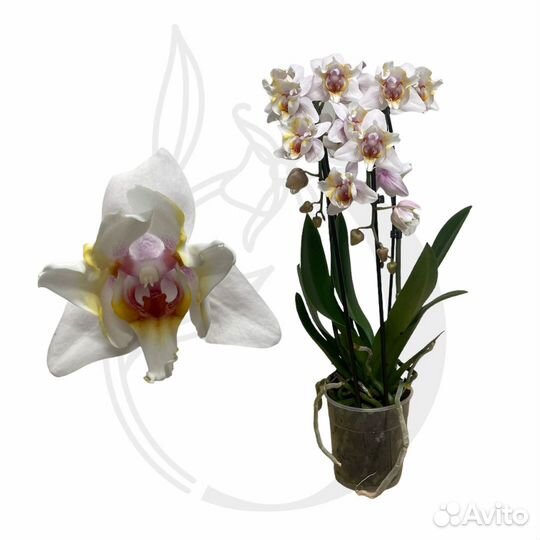 Орхидея фаленопсис бабочка October Haze