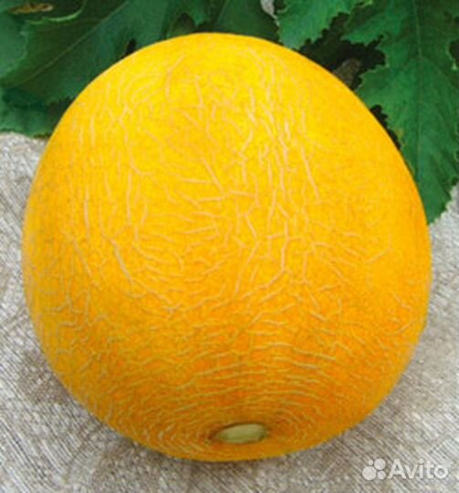 Семена дыни Идиллия