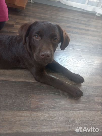 Щенок лабрадора девочка