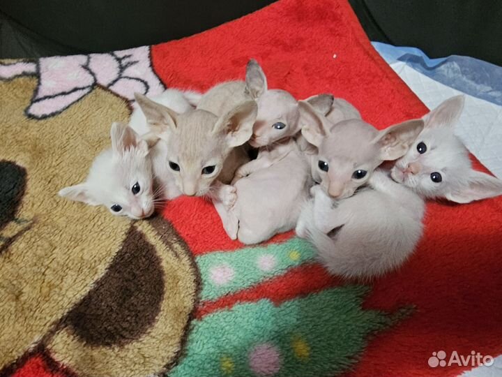 Котята из питомника ориентал, петерболд