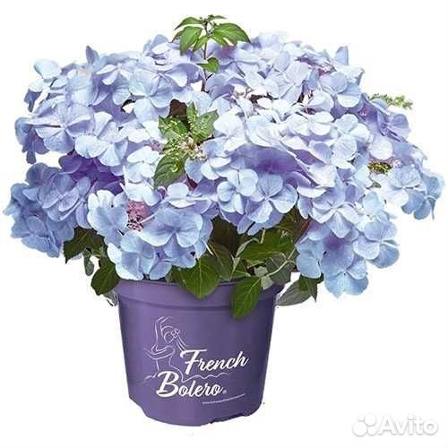 Ампельные гортензии