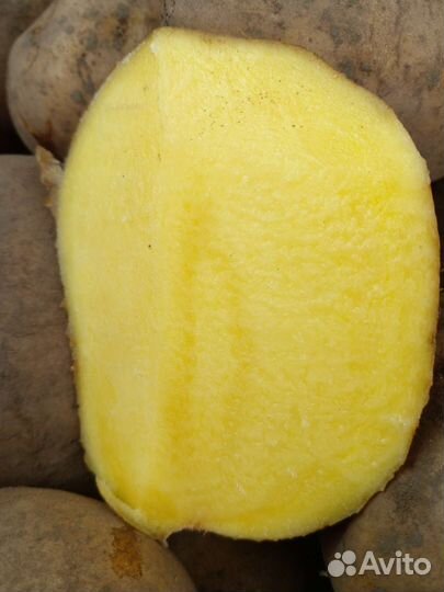 Продам картофель