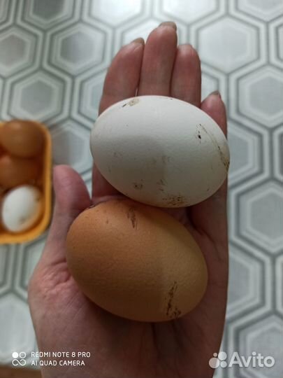 Домашние куриные яйца