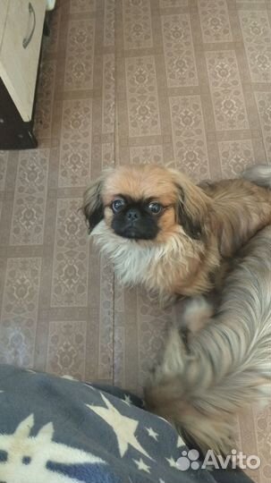 Пекинесики