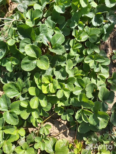 Рассада клубники Урожайная, Зенга-зенгана,Рубин