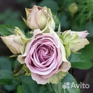 Саженцы розы Тиара