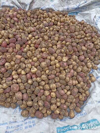 Продам картофель