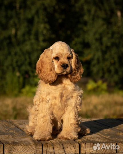 Американский кокер спаниель девочка