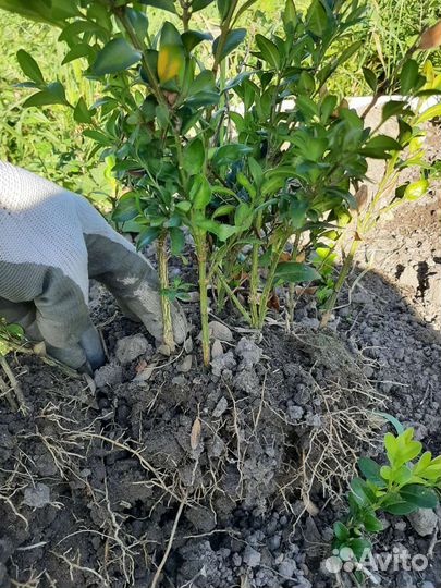 Саженцы самшита