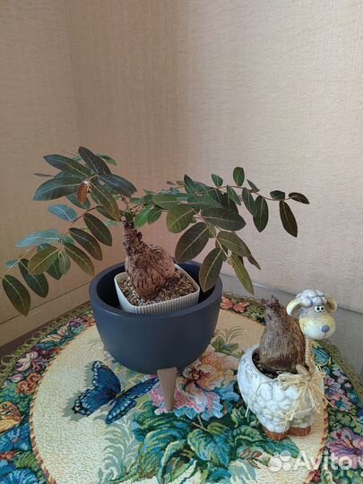 Цветы домашние в горшках