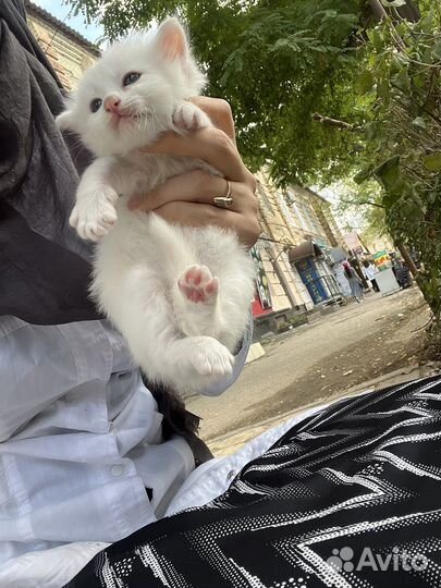 Котята бесплатно