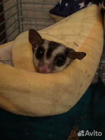 Белка и клетка