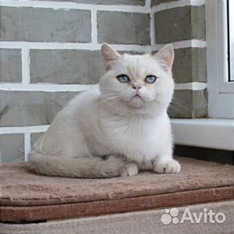 Британец с голубыми глазами