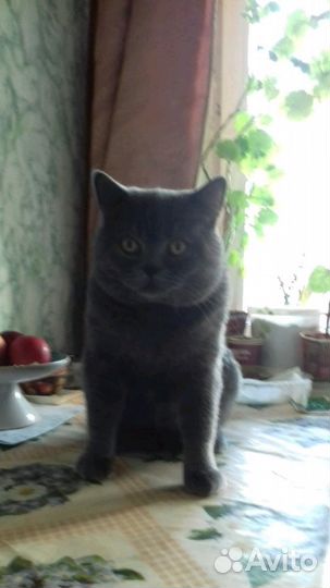 Кот для кошки бесплатно