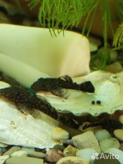 Сомики анциструсы