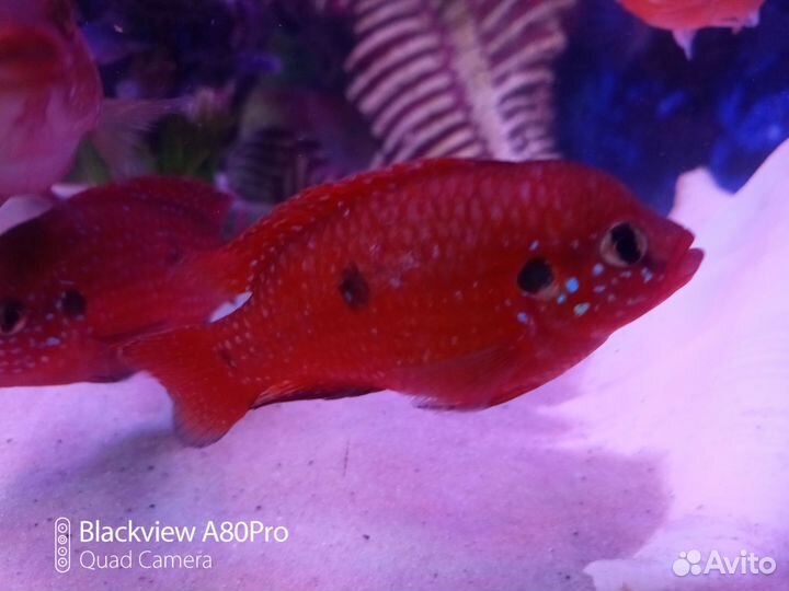 Рыба цихлиды