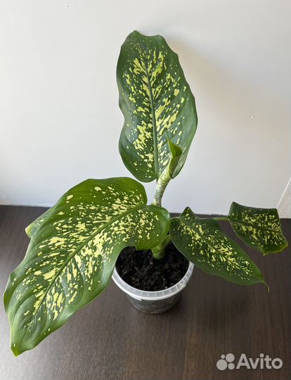 Диффенбахия