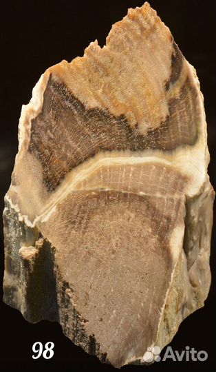 Разная окаменелая древесина (окаменелости)