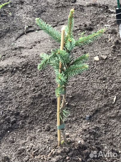 Ель Инверса С2-35см