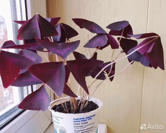 Волшебная кислица оксалис