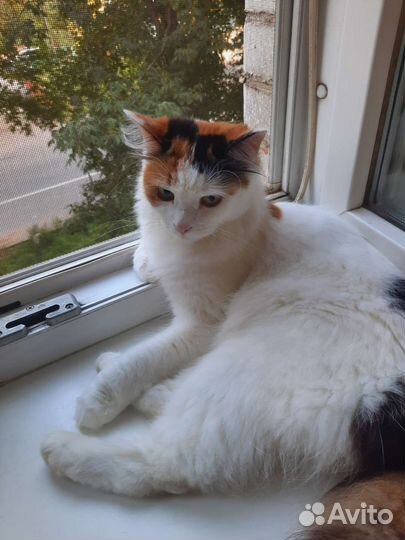 Отдам в добрые руки кошку стерилизованную