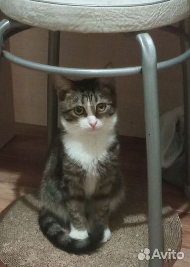 Котенок в добрые руки