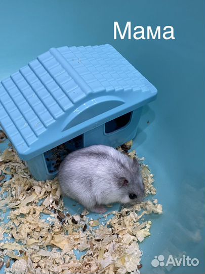 Джунгарский хомяк в дар, окраска «Хаски»