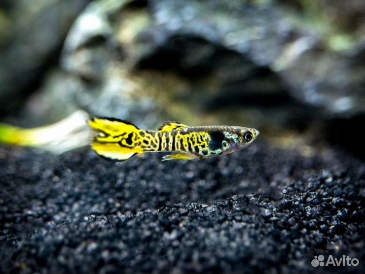 Крапчатые сомики,гуппи
