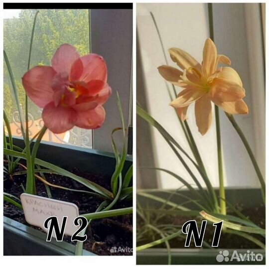 Редкие сорта Зефирантес (выскочка)